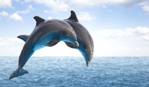 Άνοιξε το πρώτο παγκοσμίως καταφύγιο διάσωσης δελφινιών στην Ελλάδα!