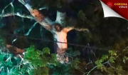 Εμφανίστηκε το πρόσωπο του Χριστού σε δέντρο και έσπασαν την καραντίνα δεκάδες πιστοί