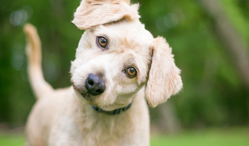 Οι λόγοι που ο σκύλος σας γέρνει το κεφάλι του στο πλάι