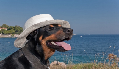 Πώς να προστατεύσετε τον σκύλο σας από τη ζέστη