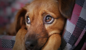 ΗΠΑ: Οι σκύλοι «θύματα» του αντιεμβολιαστικού κινήματος - Οι ιδιοκτήτες τους κρίνουν τα εμβόλια μη ασφαλή ή και άχρηστα