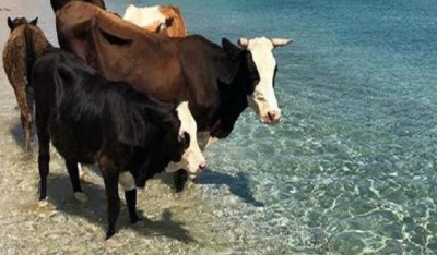 Αγελάδες βολτάρουν στο Καλό Λιβάδι της Μυκόνου