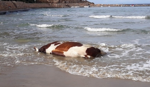 Μυστήριο με αγελάδες και ταύρους που ξεβράζει η θάλασσα σε νησιά των Κυκλάδων