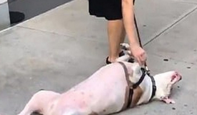 Viral: Σκύλος βαρέθηκε στη βόλτα και κάνει τον νεκρό