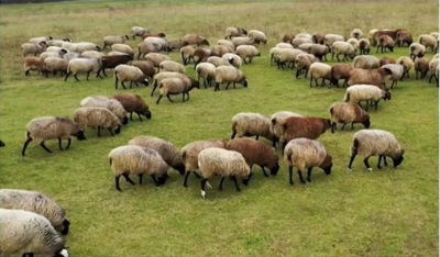 ΑΑΔΕ: Τη Δευτέρα ανοίγει η πλατφόρμα για διορθώσεις λαθών σε αιτήσεις αγροτικών ενισχύσεων