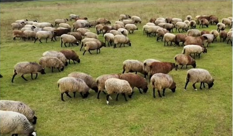 ΑΑΔΕ: Τη Δευτέρα ανοίγει η πλατφόρμα για διορθώσεις λαθών σε αιτήσεις αγροτικών ενισχύσεων