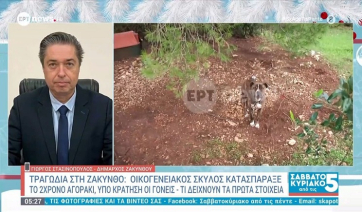 Τραγωδία στη Ζάκυνθο: Το επόμενο διάστημα θα αποφασιστεί αν θα θανατωθεί το πίτμπουλ που σκότωσε το 2χρονο παιδάκι (Bίντεο)