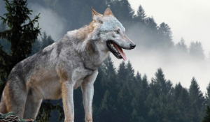 Αυτές είναι οι πραγματικές διαφορές ανάμεσα στους σκύλους και τους λύκους