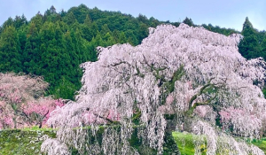 Ιαπωνία: «Μαγικό θέαμα» για τους τουρίστες οι κερασιές σε πλήρη ανθοφορία στο Τόκιο