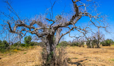 Βακτήριο "σκοτώνει" ελαιόδεντρα στην Ιταλία