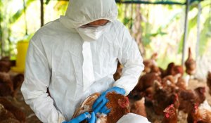 Η «πιο καταστροφική» γρίπη των πτηνών πλήττει την Ευρώπη: Πάνω από 50 εκατ. πουλιά σφαγιάστηκαν σε 37 χώρες