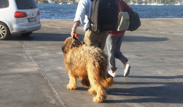 Τι αλλάζει στην επιβίβαση των ζώων συντροφιάς στα πλοία σύμφωνα με νέο νόμο;