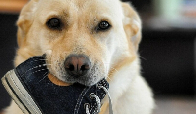 Η Ιταλία παίρνει μέτρα για τα περιττώματα των σκύλων -Πώς θα βρίσκει τους ιδιοκτήτες που τα αφήνουν στον δρόμο
