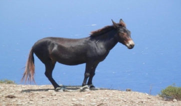 Συλλήψεις για κακομεταχείριση ζώων στις Κυκλάδες