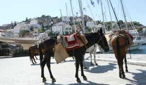 Καταγγελία στην Κομισιόν: Γαϊδουράκια μετατρέπονται σε ταξί και φορτηγά σε Σαντορίνη, Λίνδο, Ύδρα και Αίγινα