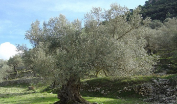 Οι ελιές στη Μεσόγειo χτυπήθηκαν από θανάσιμη ασθένεια