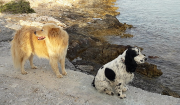 Επιχορήγηση 5 εκ. ευρώ σε Δήμους για τα αδέσποτα - Δείτε τις επιχορηγήσεις σε Πάρο - Αντίπαρο και Κυκλάδες