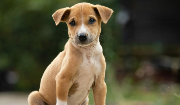 Τα 5 συστατικά που μπορούν να κάνουν θαύματα στην υγεία του σκύλου μας