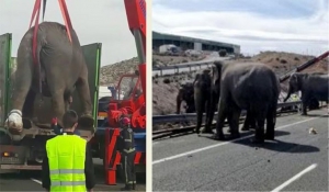 Δύο ελέφαντες τραυματίστηκαν και άλλοι τρεις περιφέρονταν σε δρόμο της Ισπανίας