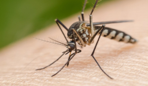 Συναγερμός στο Υπουργείο Υγείας για ιο που μεταδίδεται μέσω κουνουπιών - Τα συμπτώματα