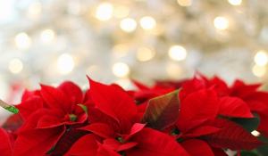 Πάρος – Μάρπησσα: Ένα 10ήμερο πλούσιων Χριστουγεννιάτικων εκδηλώσεων! 18 - 26 Δεκεμβρίου το χωριό γιορτάζει και μας προσκαλεί