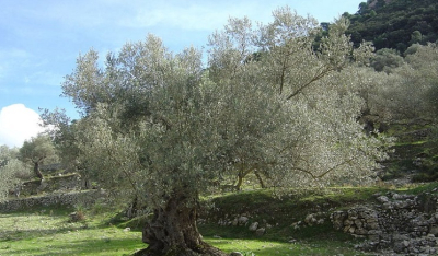 Ξεκίνησε η λειτουργία του Ελαιοτριβείου Τήνου