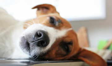 Αυτό είναι το σημείο που δεν πρέπει να πειράζουμε ποτέ στη μουσούδα του σκύλου μας