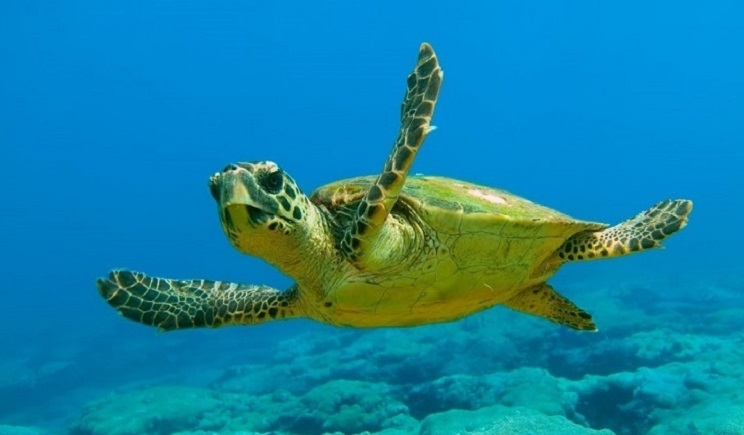 Πάρος: Νεκρές χελώνες καρέτα – καρέτα ξεβράστηκαν στην παραλία Μαρτσέλο…