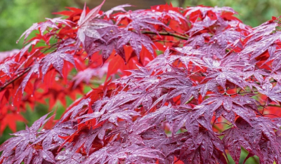 Το δέντρο που αλλάζει χρώμα όλο το χρόνο και μπορεί να μεγαλώνει σε μικρά μπαλκόνια