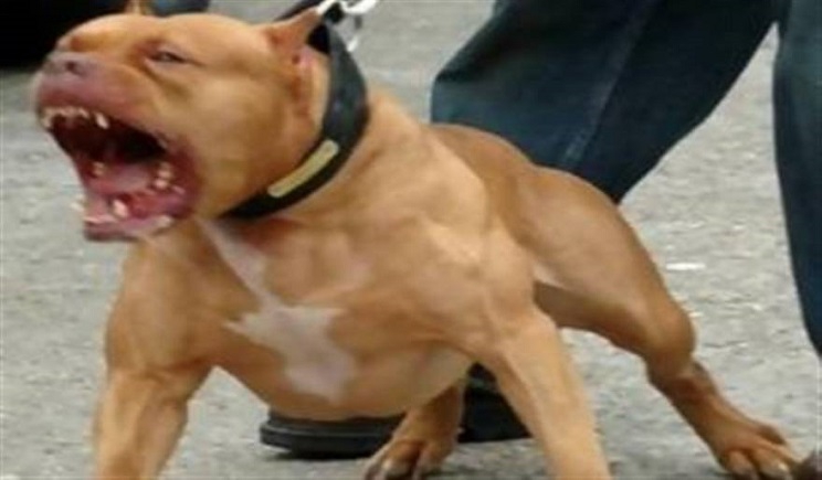 Φρίκη: Pitbull επιτέθηκε σε γυναίκα και το σκύλο της στην Σύρο
