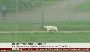 Σοκ στη Βρετανία: Τίγρης σκότωσε υπάλληλο ζωολογικού κήπου