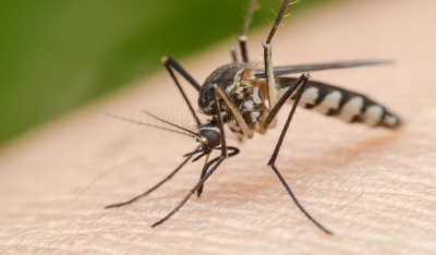 Γιατί αυξήθηκαν φέτος οι «επιδρομές» των κουνουπιών -Πώς μπορούμε να προστατευτούμε