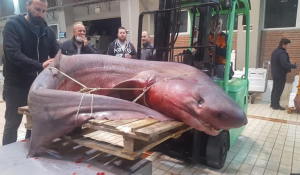 Καβάλα: Τεράστιο καρχαριοειδές 330 κιλών έπιασαν ψαράδες