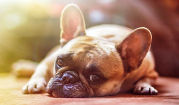 Μυστηριώδης ασθένεια προσβάλλει σκύλους