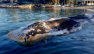 Φάλαινα στην Κερατέα: Μέχρι και μπαταρία αυτοκινήτου στο στομάχι της