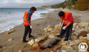 Η Έκτη Νεκρή Φώκια… …για άλλη μία φορά θανάτωση από δυναμίτη…