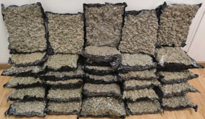 Συνελήφθη 45χρονος αλλοδαπός, ο οποίος επιχείρησε να εισάγει αεροπορικώς στην Ελλάδα περισσότερα από -32- κιλά ακατέργαστης κάνναβης υδροπονικής καλλιέργειας (skunk)