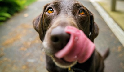 Πώς θα καταλάβετε αν ο σκύλος σας απολαμβάνει την τροφή του