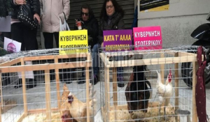 Διαμαρτυρία της ΠΟΕΔΗΝ με... κότες και κοκόρια έξω από το υπ. Υγείας