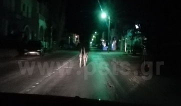Ξενύχτης…γάιδαρος κόβει βραδινές βόλτες στον Περιφερειακό της Παροικίας Πάρου!