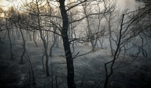 Yποχρεωτικά αναδασωτέα τα δημόσια ή ιδιωτικά δάση που καταστράφηκαν από τις πυρκαγιές
