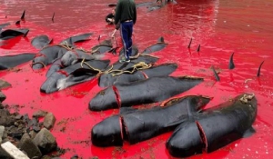 Φρίκη από την ομαδική σφαγή 622 δελφινιών και φαλαινών