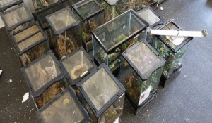 Η πιο «κουφή» ληστεία: Εκλεψαν 7.000 έντομα και σαύρες αξίας 40.000 δολ. από Μουσείο Επιστήμης