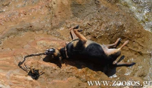 Πάρος: Φρίκη! Πνιγμένος σκύλος με πέτρα στο λαιμό, πεταμένος από γκρεμό βρέθηκε στον Αμπελά (Βίντεο)