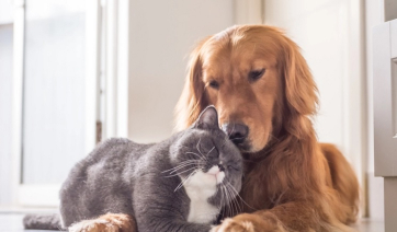 Θεσμοθέτηση Σήματος τουριστικού καταλύματος φιλικού προς τα ζώα συντροφιάς