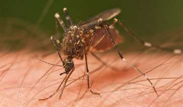 Κίνα: Συναγερμός για τον ιό Chikungunya μετά από 8.000 κρούσματα - Drones και «κουνούπια-ελέφαντες» για την αντιμετώπιση του - Πώς μεταδίδεται