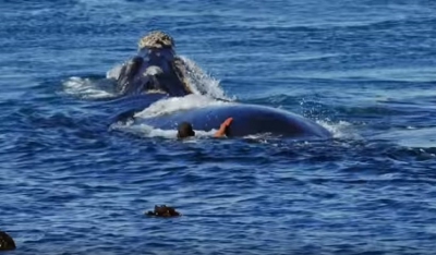 Φάλαινες 10 μέτρων «χορεύουν» γύρω από κολυμβητή