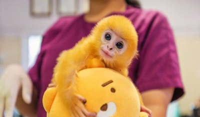 Σπάνιο πορτοκαλί μωρό πίθηκος βρέθηκε εγκαταλελειμμένο