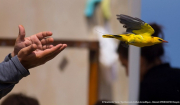 Η τεχνολογία στην υπηρεσία των μεταναστευτικών πουλιών
