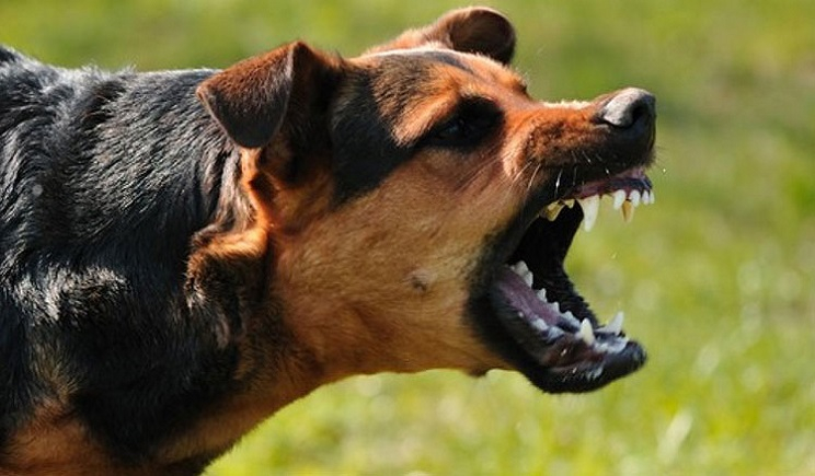 Χίος: Άγρια επίθεση σκύλου σε γυναίκα, που προσπάθησε να τον χαϊδέψει - Δείτε βίντεο